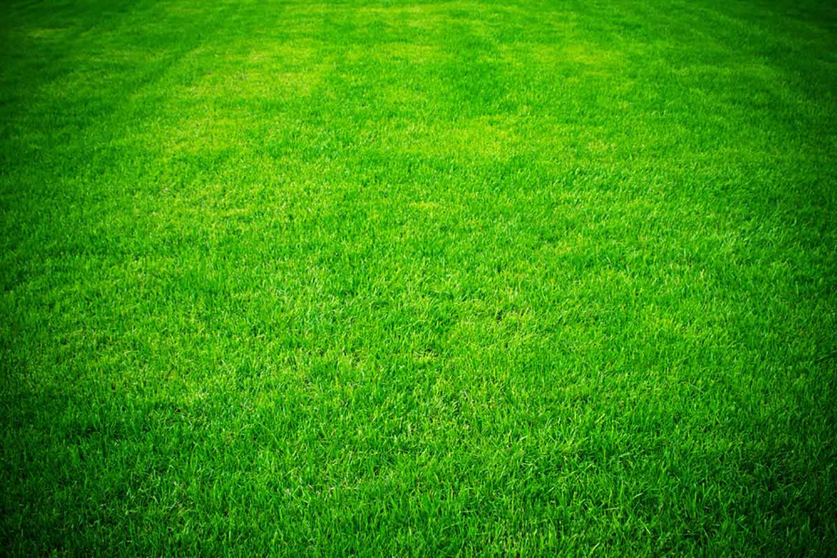 Lawn